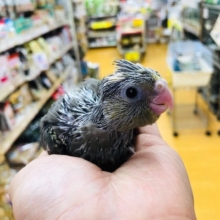 ノーマルじゃなくパイドでした。　オカメインコ　ヒナ入舎