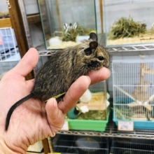 本店で大人気　デグーノーマル　女の子　2匹入舎しました。