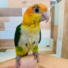 にぎころできます♡シロハラインコさん！