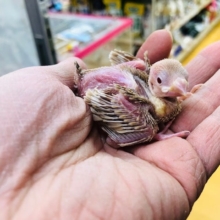 シナモンカラーのブンチョウ　ヒナ　入舎