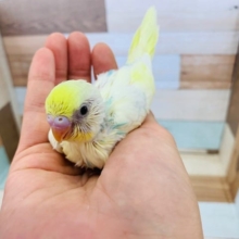 珍しい4色ハルクインのセキセイインコさん！