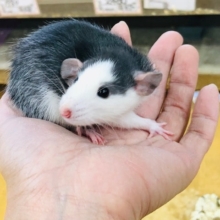 ハスキー柄のファンシーラットちゃん入舎しました。