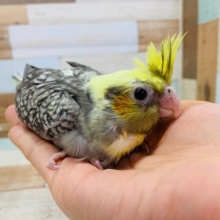 末っ子気質？！オカメインコパール！！