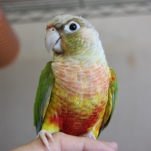 原作⇒劇場版のような性格変化!?　ウロコインコパイナップル!!