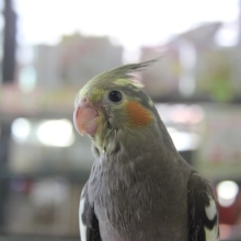 一人餌目前♪　おすすめのオカメちゃん！