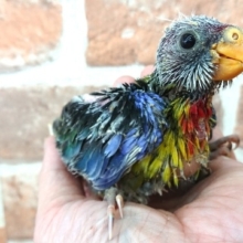 ちょっとマニアック。。かな？　七草インコです！～