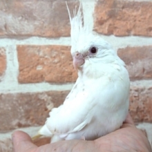 キレイな白！　オカメインコ「ピュアホワイト」でｺﾞｻﾞｲﾏｽ！！