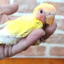 馴れますよー！コザクラインコ（ルチノー）
