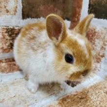 ちびちび！ネザーランド♪