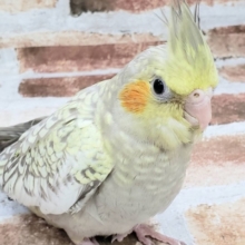 オカメインコのシナモンパールさん♪