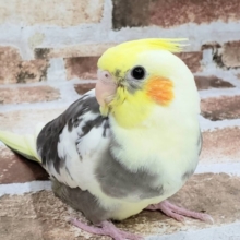 オカメインコのパイドさん♪
