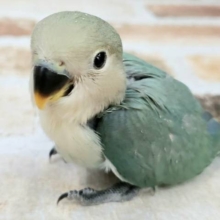 可愛すぎるブルーカラーのコザクラインコさん♪