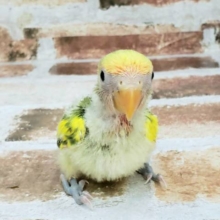 コザクラインコのタイガーチェリーさん♪
