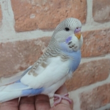 ほんのりシナモンカラーがｷﾚｲ！　ジャンボセキセイインコ～