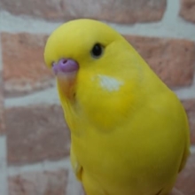 無表情っぽいけど。。楽しんでるよ～ジャンボセキセイインコです！
