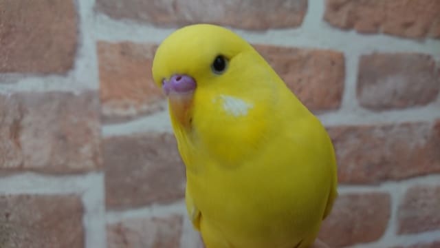 無表情っぽいけど。。楽しんでるよ～ジャンボセキセイインコです！