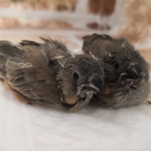 キンカ鳥さん入荷♪