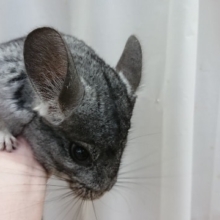 できれば　あまり動きたくないたい　チンチラ（グレー）～