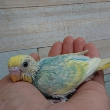 ５１９１　キレイなセキセイインコ（レインボーｘスパングル）来ました♪