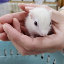 激レア！ホワイトシマリス!!!