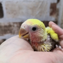 ゴールデンチェリーのコザクラインコさん♪