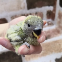 オパーリンオリーブのコザクラインコさん♪