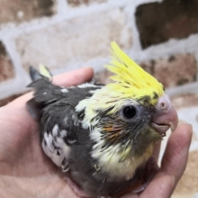 オカメインコのパイドさん♪