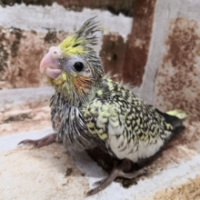 オカメインコのパールさん♪