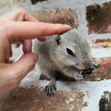 リチャードソンジリスちゃん入荷ーー♪
