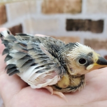 パンダ！？桜文鳥！