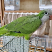 画像更新☆おちゃめなオキナインコさん♪