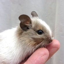 おっとり屋さんの　デグー「パイド」です！～