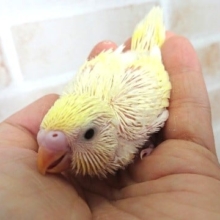 おススメです！「クリームカラー」のセキセイインコです！！