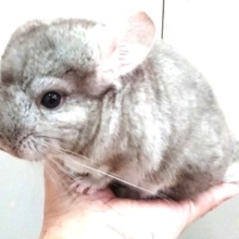 渋さが光る。。チンチラ「ブロンズ」～