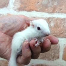 ホワイトシマリス　待望のシマリス入舎です！！