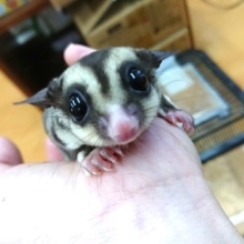 目を見たらヤられます。。フクロモモンガ（ノーマル）です！！