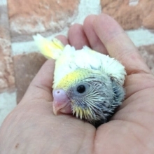 キレイなカラーです！セキセイインコ（レインボーｘパイド）～