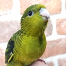 瞳ｷﾚｲ！サザナミインコ（オリーブ）です☆