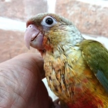 なぜか？得意気？？ウロコインコ（パイナップル）でｺﾞｻﾞｲﾏｽ♪～