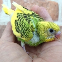 定番の人気です！セキセイインコ（パイド）ですっ