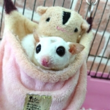 ちょいとお年頃のフクロモモンガ（リューシ）～