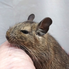 緊張、しないようです　デグー（ノーマル）～