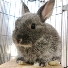 日向ぼっこ、好きかも　ドワーフラビット（シルバーマーチン）～