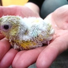 歌声、聴きたいですよね？？美声インコ（シナモン）～