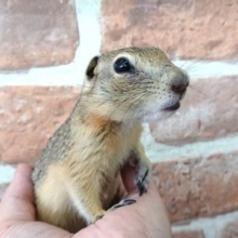 油断しまくり。。リチャードソンジリス、きました！！