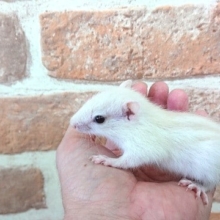 すでにベッタリさん！　ホワイトシマリス　♂　来ましたっ～