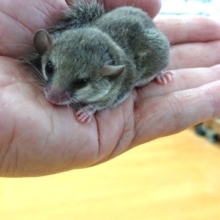 待望の（個人的に）「アフリカヤマネ」来ました♪♪