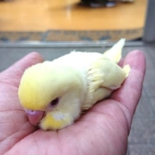 セキセイインコ（クリーム）！なかなか珍しいカラーですっ！！