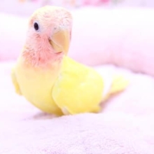 走って寄ってきます！コザクラインコのルチノーカラー 2020.5/23撮影