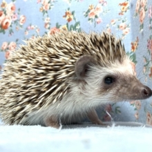 ヨツユビハリネズミ  ノーマル  男の子  5月12日